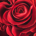 Κόκκινο τριαντάφυλλο